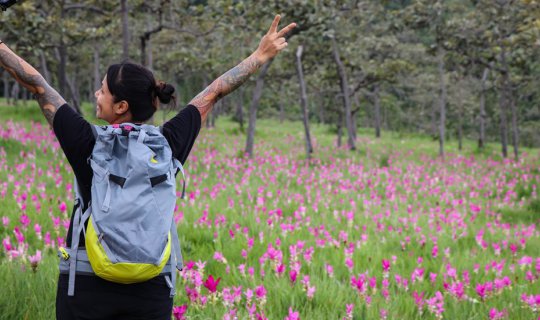 cover ไม่มีรถส่วนตัว ก็ไปเที่ยว ทุ่งดอกกระเจียว อุทยานแห่งชาติไทรทอง จ. ชัยภูมิ ได้