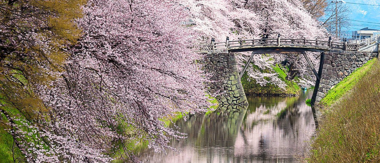 cover CHERRY  BLOSSOMS IN JAPAN