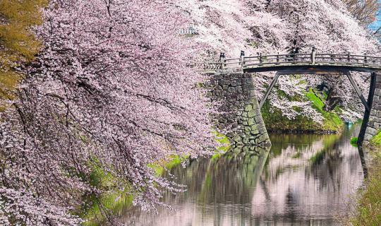 Cover CHERRY  BLOSSOMS IN JAPAN...