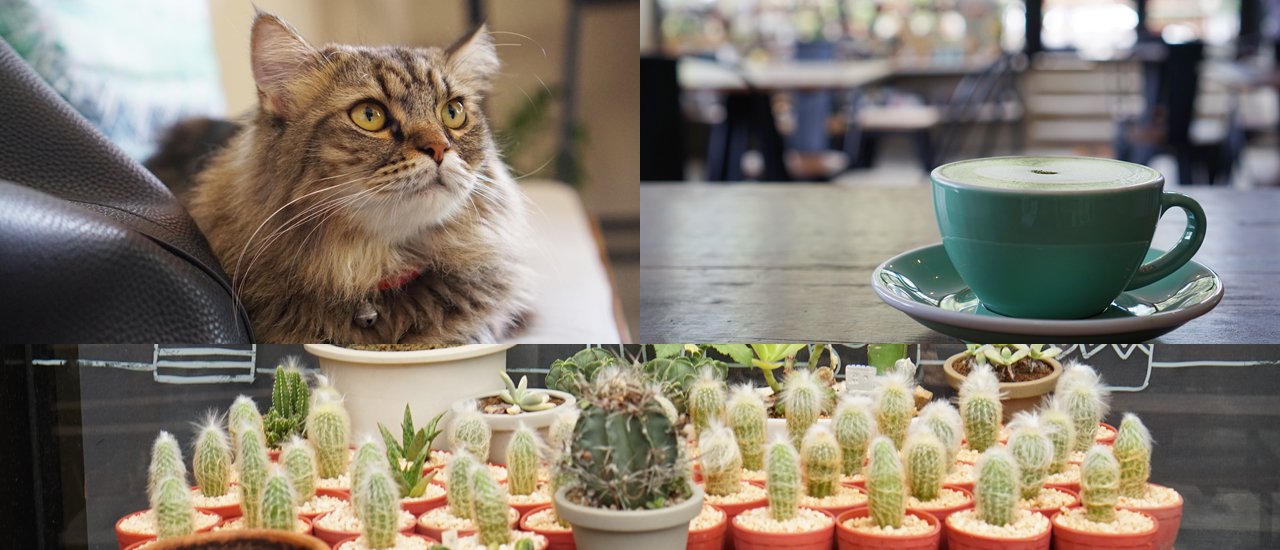 cover คนรักแมว และชอบแคคตัสห้ามพลาด Cactus Cup Cafe'