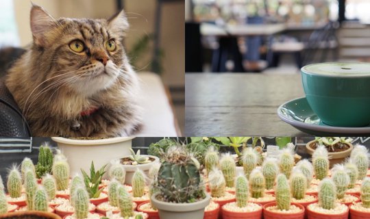 cover คนรักแมว และชอบแคคตัสห้ามพลาด Cactus Cup Cafe'