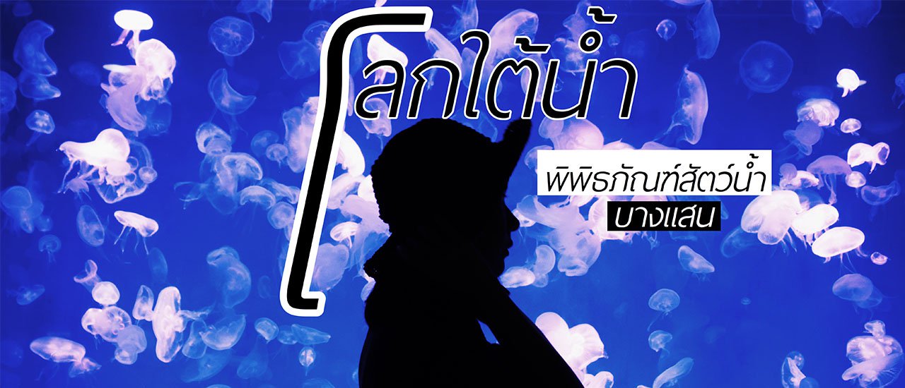 cover โลกใต้น้ำ : พิพิธภัณฑ์สัตว์น้ำ บางแสน