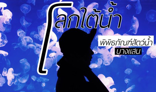 cover โลกใต้น้ำ : พิพิธภัณฑ์สัตว์น้ำ บางแสน