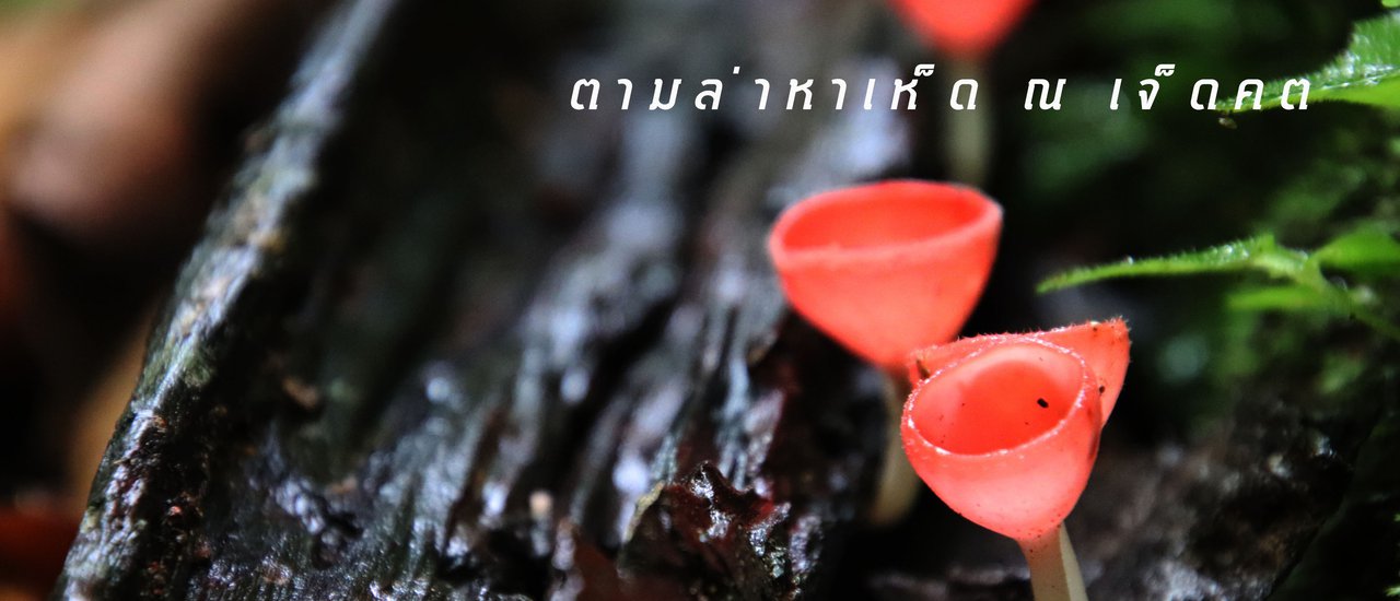 cover ตามล่าหาเห็ด ณ เจ็ดคต