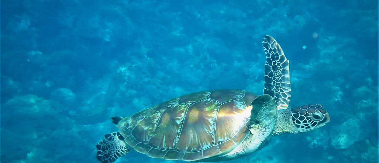 cover Swimming with Turtles in the Galapagos