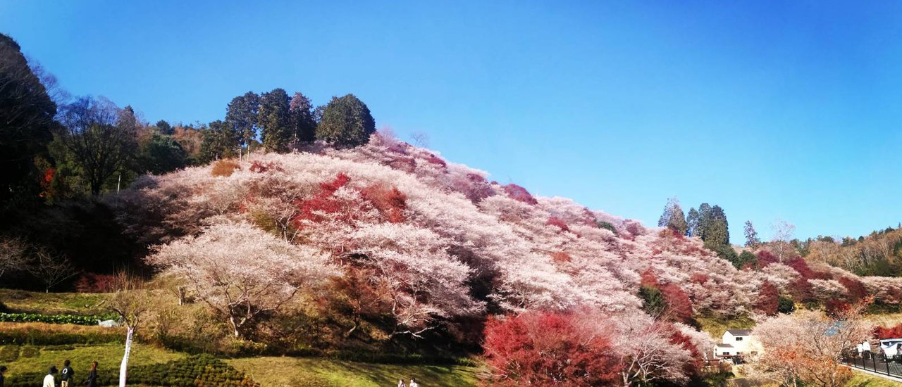 cover ความสวยที่แตกต่าง – ฤดูเปลี่ยน ใบไม้ก็เปลี่ยน ( OBARA Vs. Nagoya Castle )