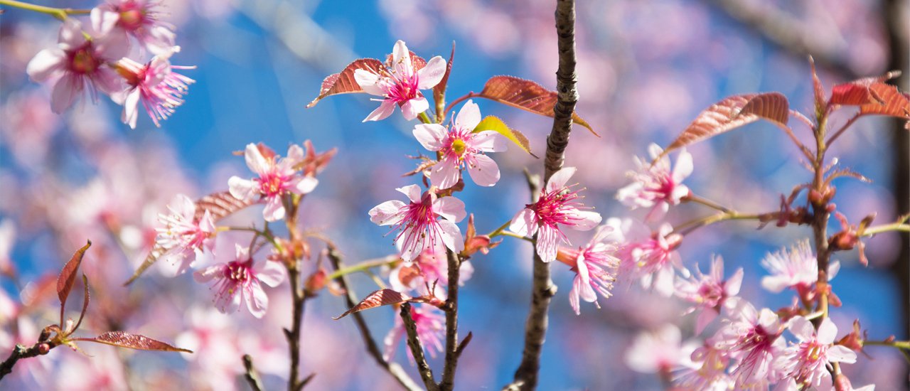 cover ::: To explore Chiang Mai and discover Thai Sakura, Kew Mae Pan - Angkhang … It is the shared trip by Pantip Forum:::