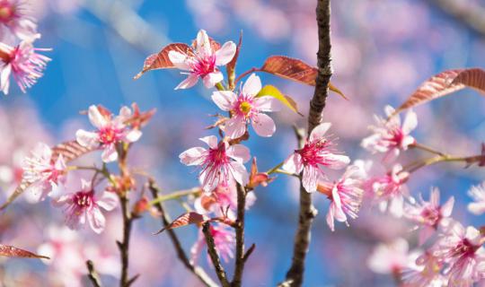 cover ::: To explore Chiang Mai and discover Thai Sakura, Kew Mae Pan - Angkhang … It is the shared trip by Pantip Forum:::