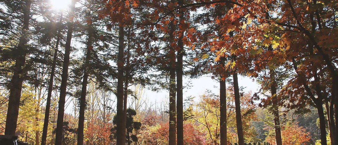 cover Oh My Seoul....Run Away from Love to Korea. Travel in tour group with low cost. How is it going to be? This review has it all for you.