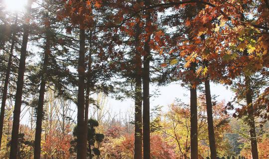 Cover Oh My Seoul....Run Away from Love to Korea. Travel in tour group wit...