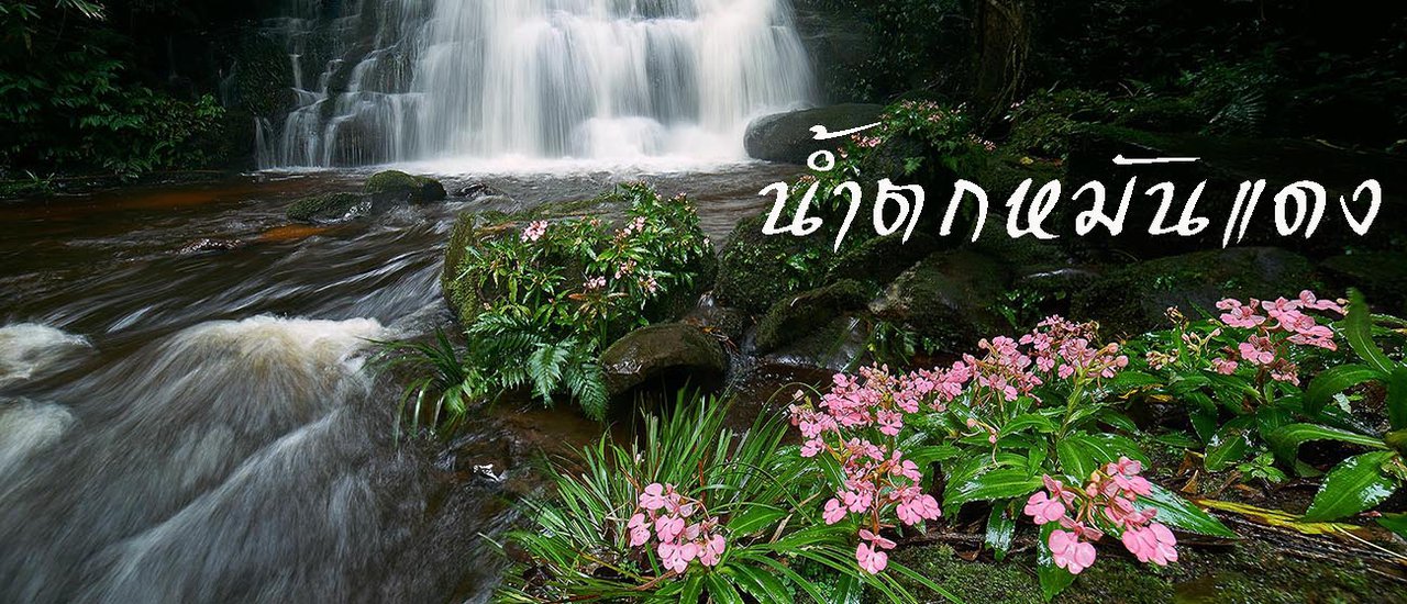 cover ตามล่าดอกลิ้นมังกรสีชมพู หน้าน้ำตก ในวันแม่ กับการเดินป่าหน้าฝน