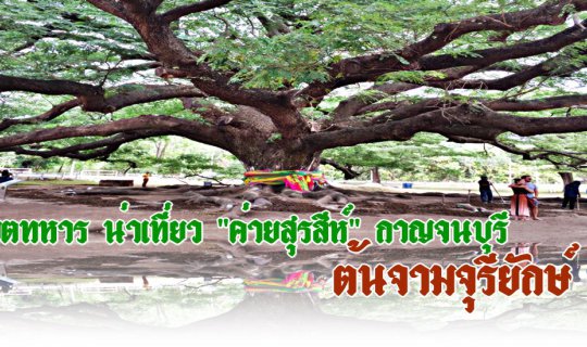 cover เขตทหาร น่าเที่ยว "ค่ายสุรสีห์" กาญจนบุรี :: ต้นจามจุรียักษ์