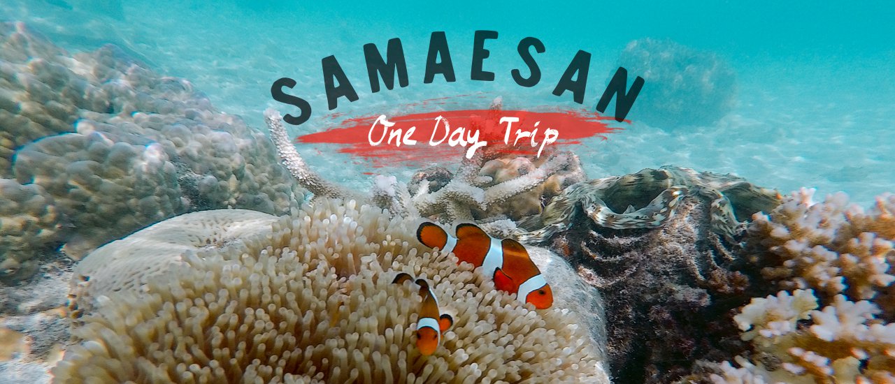 cover ทะเลไหนไม่เห็นนีโม่ แต่แสมสาร เห็น!! l Royal Beach View Pattaya