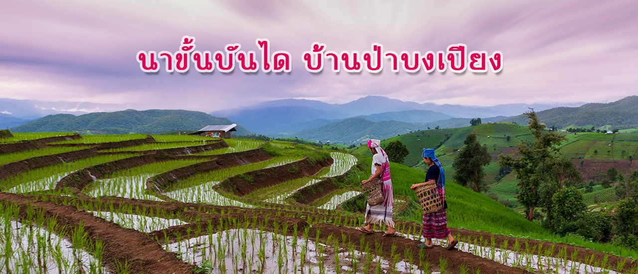 cover นาขั้นบันได บ้านป่าบงเปียง เชียงใหม่