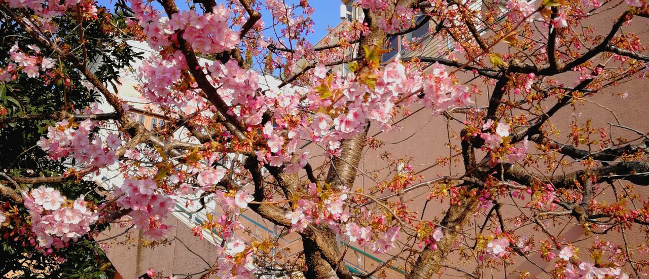 cover ตะลอนโตเกียว คาวากุจิโกะ ตอนที่ 1 เที่ยวโตเกียวด้วยโตเกียวเมโทร