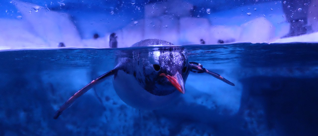 cover Sea Life Bangkok Ocean World กับค่าเข้าเพียง 340 บาท !!! (ใหญ่ที่สุดในเอเชีย ต.อ.เฉียงใต้) ณ Paragon