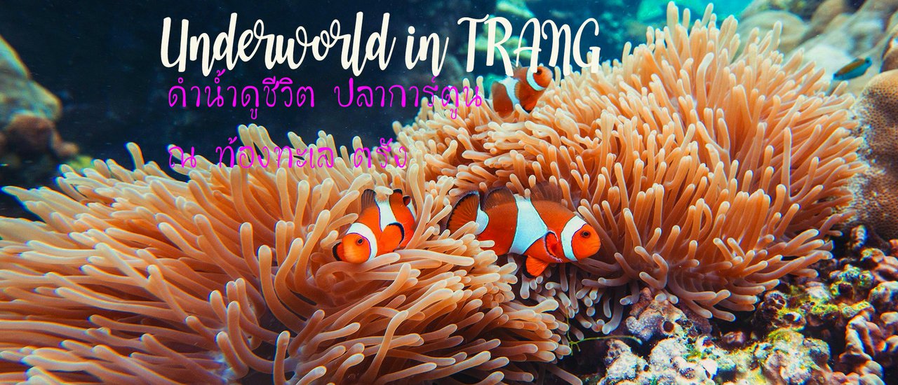 cover Underworld in Trang - ดำน้ำดูชีวิต ปลาการ์ตูน ณ ท้องทะเลตรัง