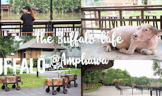 Cover The Buffalo Cafe "คาเฟ่เจ้าทุย" ชิวๆ ริมแม่น้ำแม่กลอง...