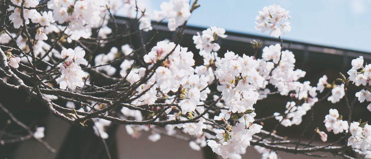 cover ☆ TAKE ME TO JAPAN シ