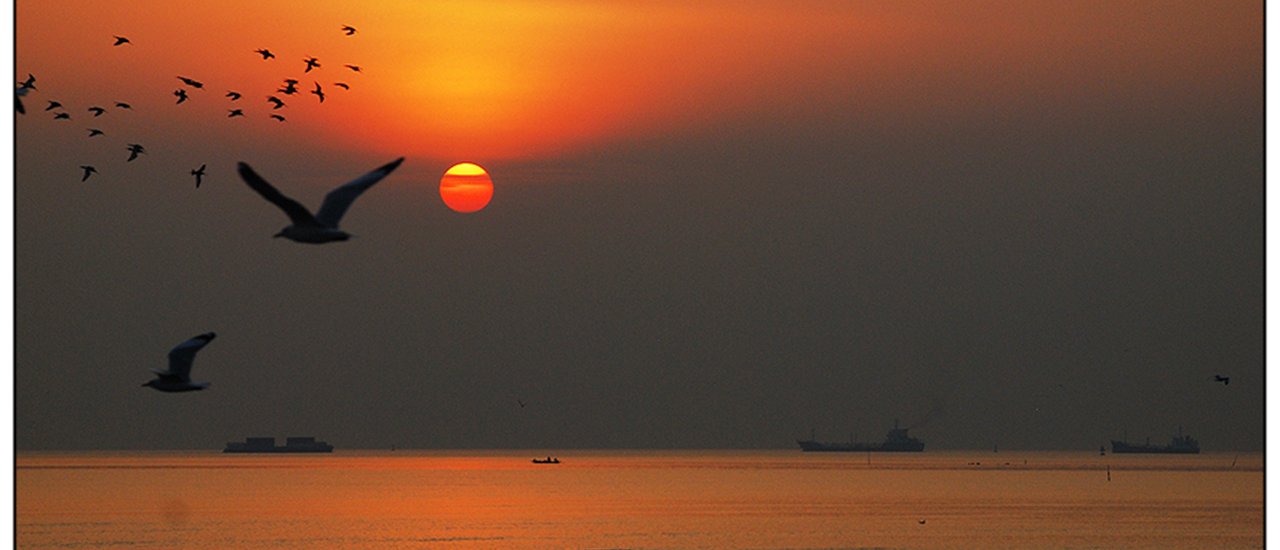 cover Observe a life of Seagulls at Bang Pu Recreational Retreat Center