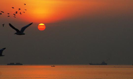 cover Observe a life of Seagulls at Bang Pu Recreational Retreat Center