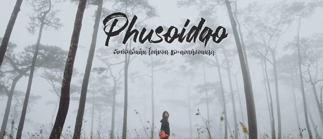 cover สัมผัสกลิ่นดิน ไอหมอก และดอกหงอนนาค ณ ภูสอยดาว