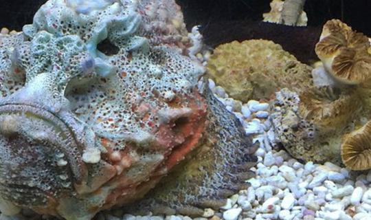 Cover Chiangmai Day4 : บุฟเฟ่ต์ขนมจีนบ้านเจ็ดยอด-Chiangmai zoo aquarium-Th...