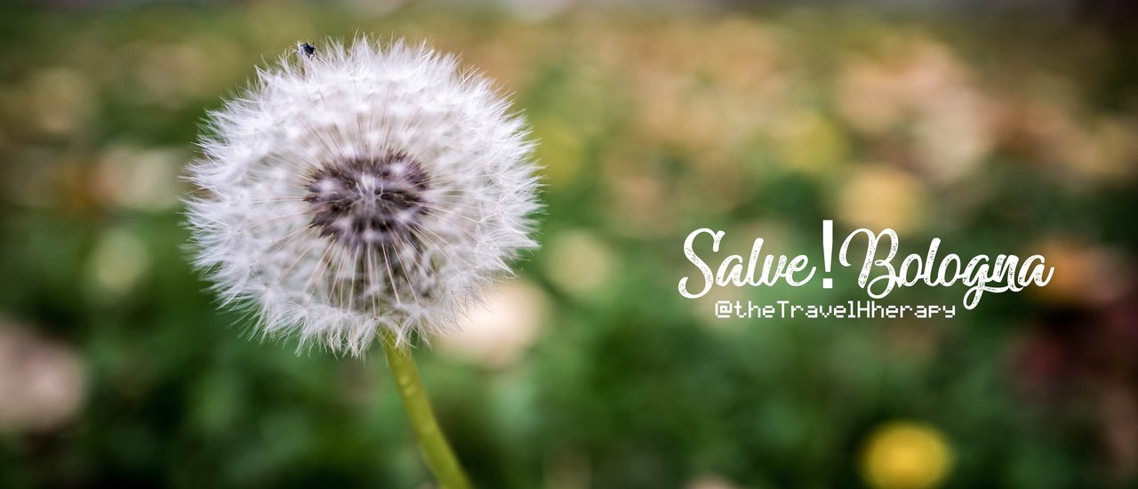 cover Salve! Bologna โบโลญญ่า ไม่ใช่ใส้กรอกนะ
