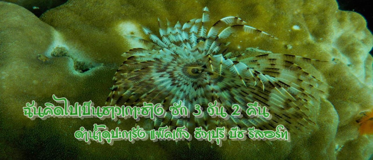 cover ฉันคิดไปเป็นชาวเกาะช้าง ซัก 3 วัน 2 คืน :: ดำน้ำดูปะการัง แพ็คเก็จ ชีวาปุรี บีช รีสอร์ท