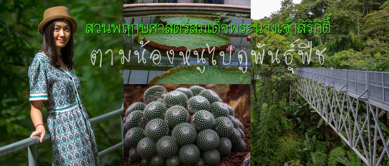 cover ตามน้องหนูไปดูพันธุ์พืช ที่ สวนพฤกษศาสตร์สมเด็จพระนางเจ้าสิริกิติ์