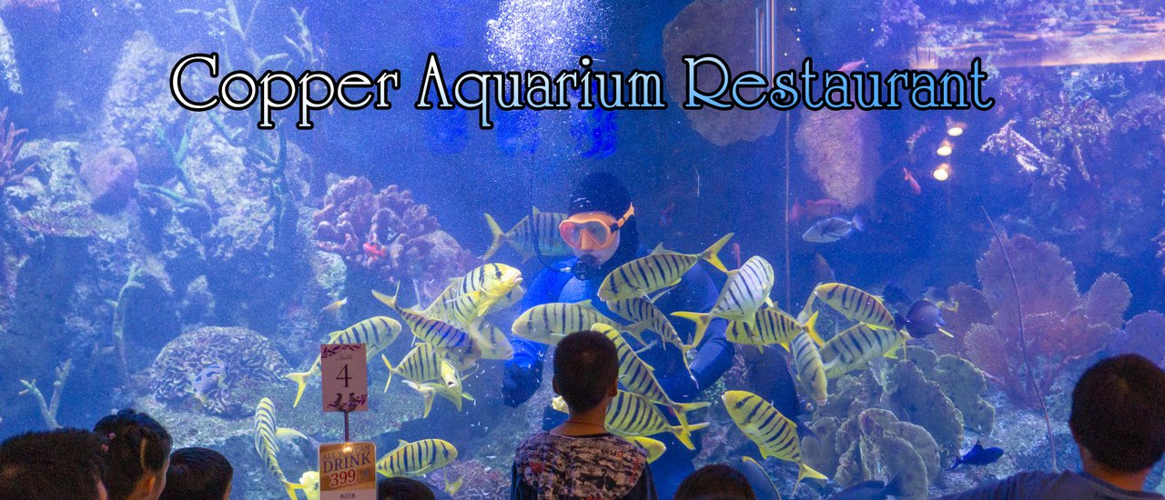 cover ทานอาหารทะเลมื้ออร่อย บรรยากาศสุดฟินส์ ที่ Copper Aquarium