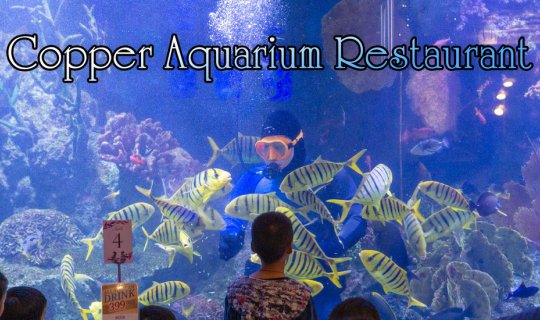 cover ทานอาหารทะเลมื้ออร่อย บรรยากาศสุดฟินส์ ที่ Copper Aquarium