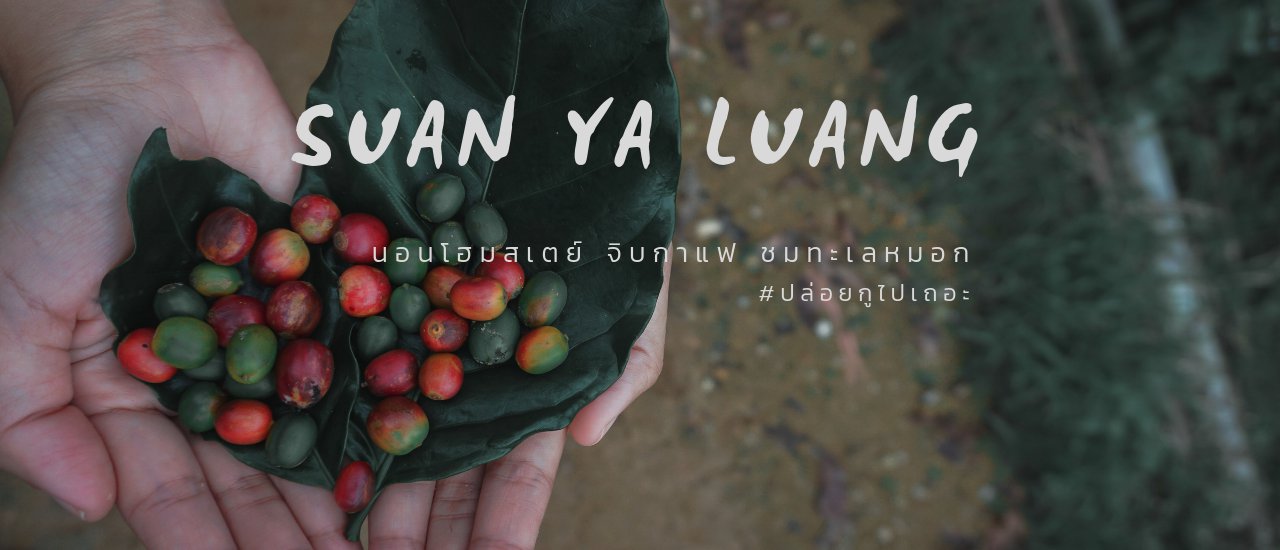 cover ลุยขึ้นเขา นอนโฮมเตย์ จิบกาแฟ ชมทะเลหมอก ที่สวนยาหลวง จ.น่าน | LemmeGoTravel