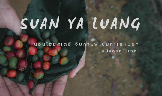 Cover ลุยขึ้นเขา นอนโฮมเตย์ จิบกาแฟ ชมทะเลหมอก ที่สวนยาหลวง จ.น่าน | Lemme...