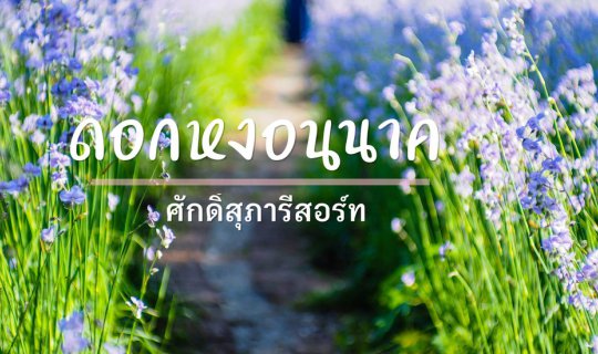 cover ทุ่งดอกหงอนนาค - ศักดิ์สุภารีสอร์ท