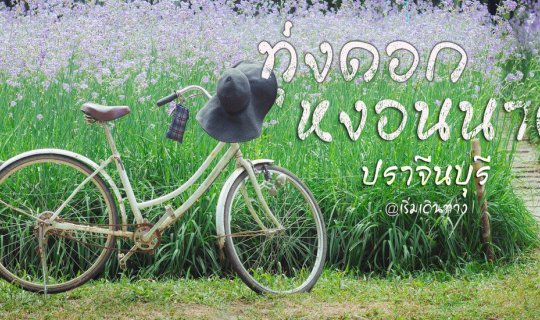 Cover ทุ่งดอกหงอนนาค ไม่ต้องไกลถึง ภูสอยดาว...
