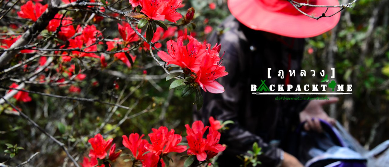 cover :::เมื่อหัวใจสะพายเป้::: "ภูหลวง" อัญมณีพรรณไม้แห่งผืนป่าอีสาน