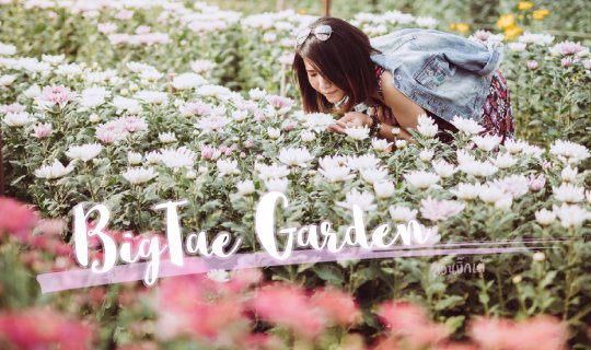 cover ลั้นลากลางทุ่งเบญจมาศ x BigTae Garden สวนบิ๊กเต้