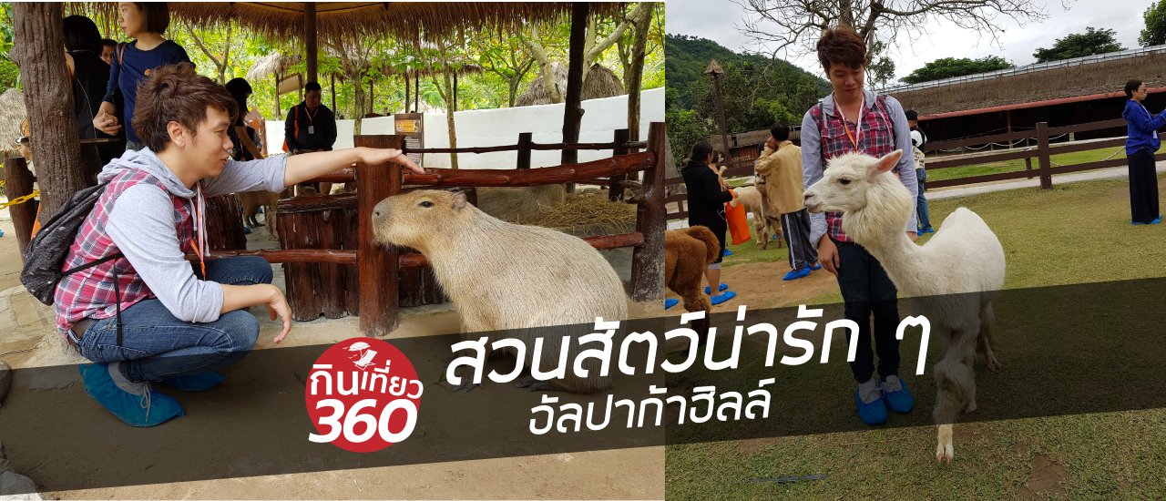 cover Alpaca Hill สวนสัตว์ที่ใส่ใจเรื่องการออกแบบ