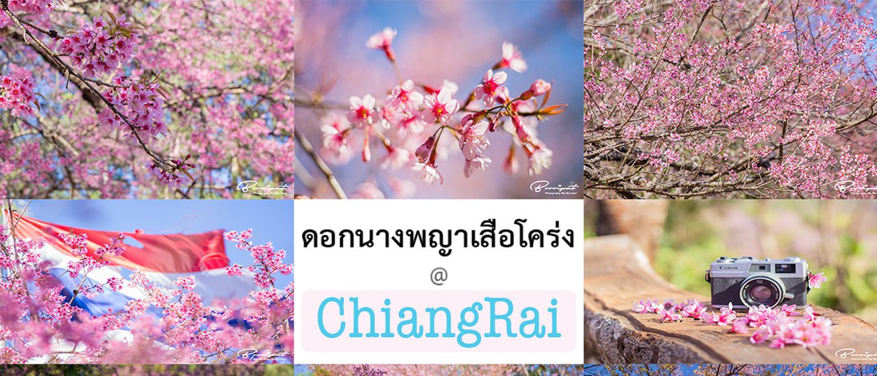cover ดอกนางพญาเสือโคร่ง 2ภู 3ดอย @ เชียงราย