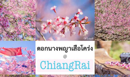 cover ดอกนางพญาเสือโคร่ง 2ภู 3ดอย @ เชียงราย