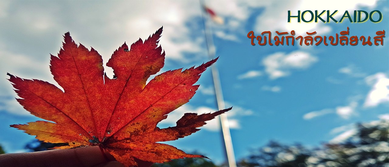 cover Hokkaido ใบไม้กำลังเปลี่ยนสี