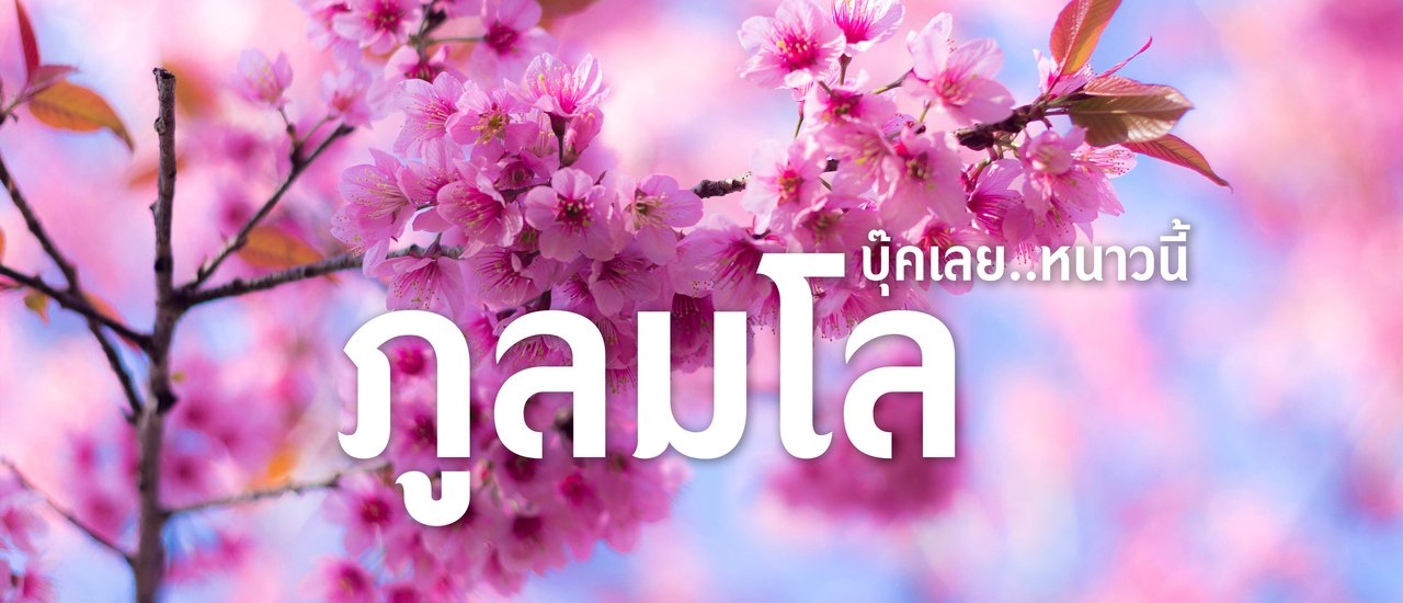 cover บุ๊คเลยนะ หนาวนี้ ภูลมโล ชมภูเขาสีชมพู