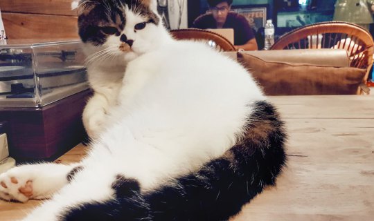 Cover รีวิวคาเฟ่แมวนครปฐม~ แมวรู้งาน อร่อย ต้องลอง...