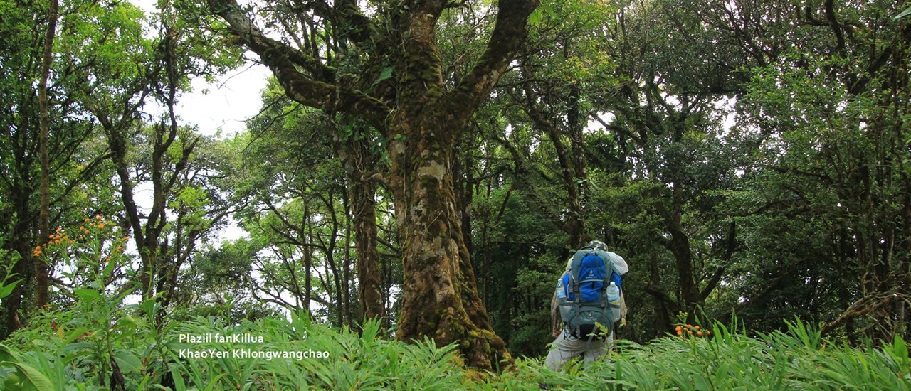 cover เขาเย็น(เจี๊ยบ) .. อุทยานแห่งชาติคลองวังเจ้า