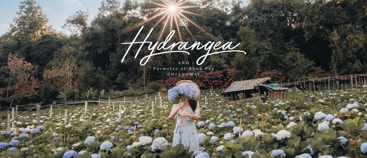 cover ที่นี่ "ขุนแปะ" ไม่ใช่ ดาลัด นะจ๊ะ :: ตกหลุมรัก "ไฮเดรนเยีย" เมืองไทย