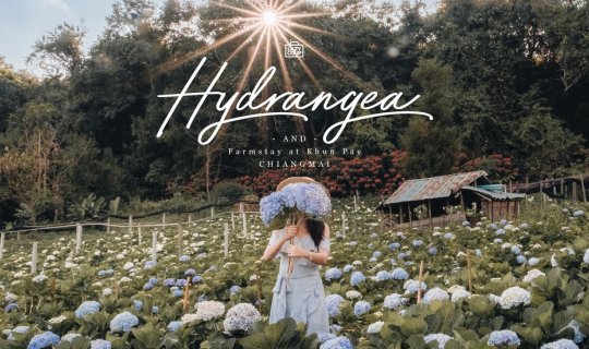 cover ที่นี่ "ขุนแปะ" ไม่ใช่ ดาลัด นะจ๊ะ :: ตกหลุมรัก "ไฮเดรนเยีย" เมืองไทย