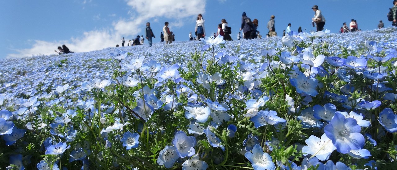 cover สวนริมทะเลฮิตาชิ ซีไซด์ ปาร์ค (Hitachi Seaside Park)