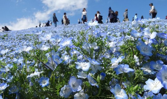 cover สวนริมทะเลฮิตาชิ ซีไซด์ ปาร์ค (Hitachi Seaside Park)