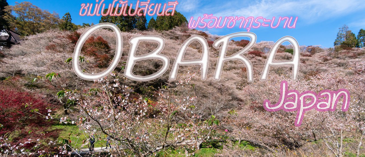 cover มา 1 ได้ถึง 2 ชมซากุระบานพร้อมกับใบไม้เปลี่ยนสีที่ Obara , Japan